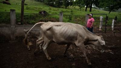 El senador insistió en que el campo requiere medidas concretas y reiteró su llamado a atender el problema.