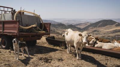 Un tanque de agua para vacas en Leonforte, Sicilia. Debido a la escasez de alimentos y agua provocada por la sequía, el ganado ha tenido que ser llevado al matadero.