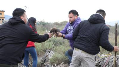 Una denuncia ciudadana permitió el rescate de 24 perritos que estaban abandonados en un lote baldío, este miércoles, en medio de las bajas temperaturas.