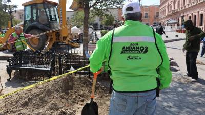 Los árboles retirados fueron reemplazados por especies nativas que se adaptan mejor a las condiciones del clima local.