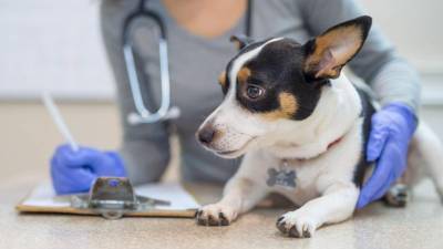 El servicio de orientación veterinaria gratuita se podrá solicitar desde la aplicación o el sitio web de Farmacias del Ahorro.