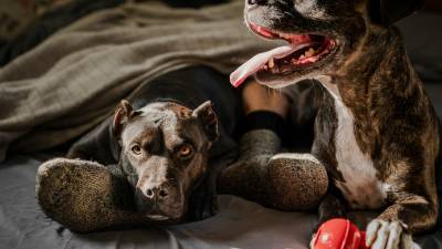 Aunque las medidas han sido bien recibidas en general, expertos y activistas critican la falta de especificidad y la necesidad de mayor consulta con biólogos y veterinarios.