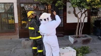 En lo que va del mes de mayo, personal de la Dirección de Protección Civil y Bomberos de Torreón ha atendido 28 reportes por presencia de enjambres de abejas,