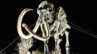 El majestuoso Mamut Colombino en el parque Mina de Mármol, Cuatro Ciénegas, se erige como una pieza única que cautiva a los visitantes.