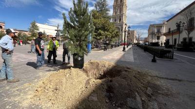 Saltillo: talan árboles enfermos en Plaza de Armas y Plaza San Francisco; reponen los primeros