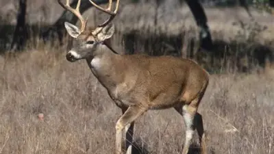 La mejora genética del venado cola blanca ha elevado el valor cinegético en el noreste del país.