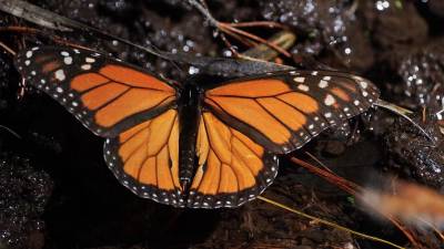 Cada otoño, millones de mariposas viajan casi 4.800 kilómetros desde Canadá, a través de Estados Unidos, hasta llegar al oeste de México.