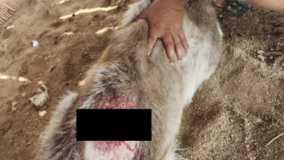 Los veterinarios subrayaron la importancia de la limpieza, la fumigación y el uso de mosquicidas como medida preventiva.