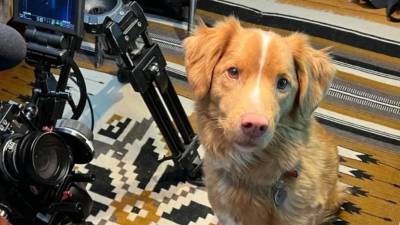 Trabajo. El director agradeció que se valorara el trabajo de su compañero de cuatro patas y destacó la apertura del cine de terror a propuestas distintas.