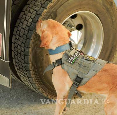 $!La Unidad Canina garantiza mayor seguridad en las entradas de Torreón durante diciembre.