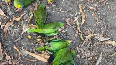 Aves de distintas especies yacen en los suelos en distintas zonas de la Huasteca Potosina. Se presume que sufrieron deshidratación y golpes de calor tras las altas temperaturas registradas.