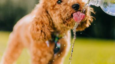 Las altas temperaturas registradas en México elevan el riesgo de golpes de calor en perros y gatos, una emergencia veterinaria que puede poner en peligro su vida en cuestión de minutos.
