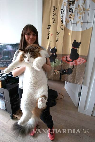 $!Este podría ser el gato más grande del mundo, mide casi metro y medio
