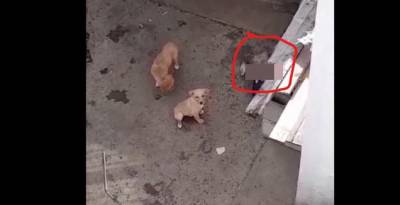 Dos cachorros sobreviven en un patio junto al cuerpo de un tercero ya sin vida, reflejo del abandono y la falta de alimento en una vivienda de la colonia Las Teresitas.