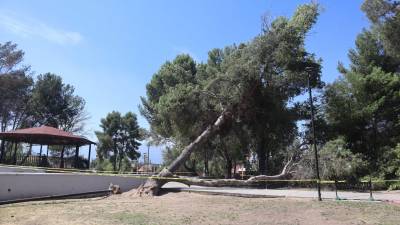 La caída de árboles antiguos ha dejado la plaza sin sombra y en condiciones peligrosas para los niños.