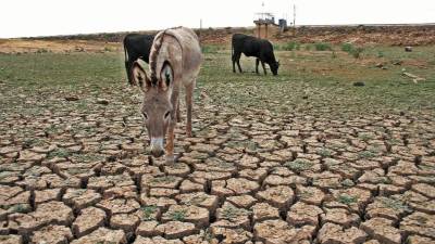 La sequía y el raquítico presupuesto federal poco a poco han ido “matando” al campo mexicano