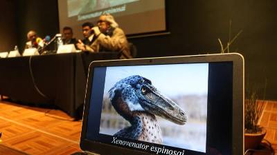 Presenta el Mude nueva especie de dinosaurio carnívoro descubierta en Coahuila