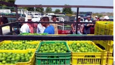 Desde el lunes, limoneros iniciaron un paro de trabajos, principalmente en Apatzingán y Buenavista, en protesta a un amago de duplicar las cuotas.