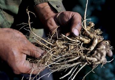 Un agricultor muestra varias raíces de ginseng en una zona montañosa de Longjing, China.