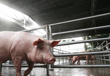 Aunque la carne de cerdo para consumo humano sigue permitida por no representar riesgo de contagio, el bloqueo afecta sementales y materia prima para alimentos.