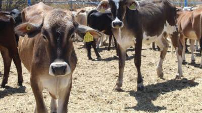 Las autoridades alistan la instalación de trampas para detección temprana en puntos estratégicos.