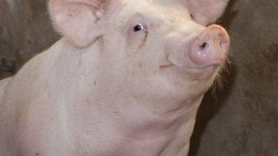 La dependencia reiteró que la peste porcina africana no representa un riesgo para la salud humana, pero sí tiene graves efectos en la producción pecuaria.