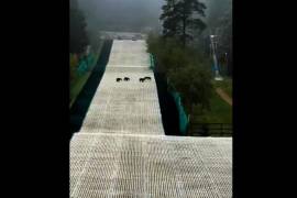 Una familia de osos cruzando la pista artificial de esquí en Bosques de Monterreal fue captada entre la neblina característica de la Sierra de Arteaga.