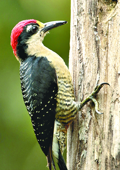 $!‘Aviturismo’; la apuesta de Costa Rica