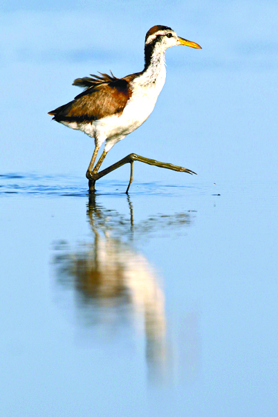 $!‘Aviturismo’; la apuesta de Costa Rica