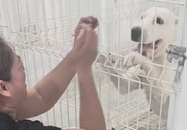 Los animales reaccionaron con alegría al reencontrarse con quien asegura ser su propietaria.