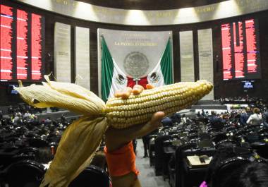 Con reforma, se establece que el cultivo del maíz en México debe estar libre de modificaciones genéticas.