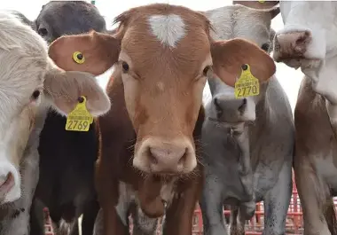 La Secretaria de Agricultura de EU, Brooke Rollins, anunció que llegó a un acuerdo con México sobre el manejo del gusano barrenador en el ganado, tras amenaza de detener importaciones mexicanas por el brote.