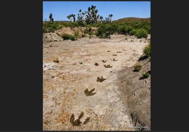 Algunas huellas mantienen visibles las marcas de los dedos y las trayectorias de los animales.