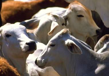 Los casos graves se presentan principalmente cuando el ganado anda suelto y no es atendido oportunamente, informa la Secretaría.