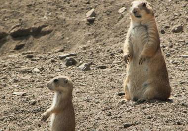 Nuevas crías de perritos de la pradera nacieron en el Museo del Desierto como parte de sus programas de conservación.