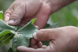 Personal del Senasica instaló y revisó miles de trampas para el monitoreo del gusano rosado y el picudo del algodonero en entidades como Coahuila.