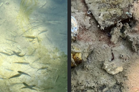 El monitoreo ciudadano contrastó dos zonas del Río Monclova: una con presencia de peces y otra donde se reportó una elevada concentración de larvas.