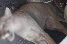 El pasado 30 de marzo fue arrollado un puma en Castaños; murió días después.