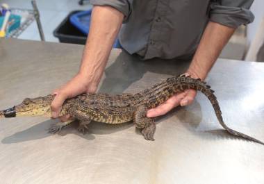En un operativo conjunto entre el Municipio de Ramos Arizpe, la Secretaría de Medio Ambiente de Coahuila y la Procuraduría Federal de Protección al Ambiente, fue capturado un ejemplar juvenil de Crocodylus moreletii en la presa Palo Blanco.