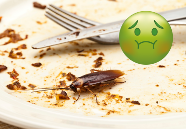 Insectos como las cucarachas poseen un olfato supersensible que les permite encontrar alimento