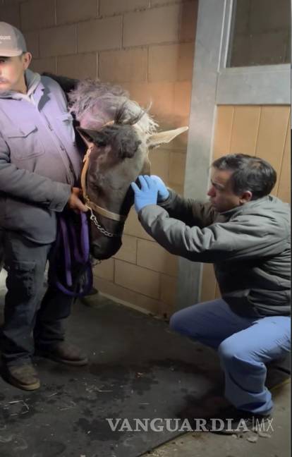 $!Un veterinario limpia los ojos de un caballo llamado Flicka y revisa si tiene daños en el Hospital Equino de Chino Valley tras ser rescatado del incendio de Eaton.