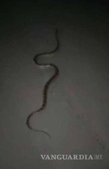 $!Obreros se han topado con serpientes en algunas áreas, lo que representa un peligro.