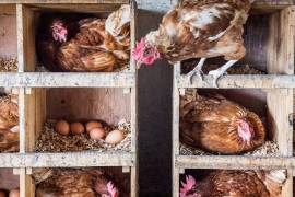 Este fenómeno se debe a su precio accesible, menor impacto ambiental en la producción y alto contenido proteico del pollo. FOTO: