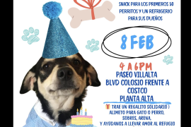 “Albóndiga”, perrito emblema de la asociación May Narices Frías, será celebrado en una convivencia con causa que busca apoyar a animales en resguardo y promover la adopción responsable en Saltillo.