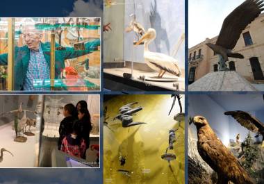 31 datos y curiosidades del Museo de las Aves de México en Saltillo