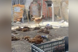 Autoridades de Ramos Arizpe reforzaron la vigilancia tras el presunto ataque de un puma que dejó más de 30 aves muertas en el ejido Mesillas; analizan su captura y reubicación.