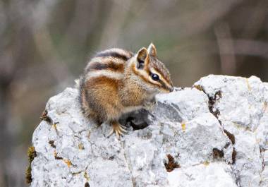 La ardilla Chichimoco, en peligro de extinción, habita en los picos de las altas montañas de Coahuila y Nuevo León.