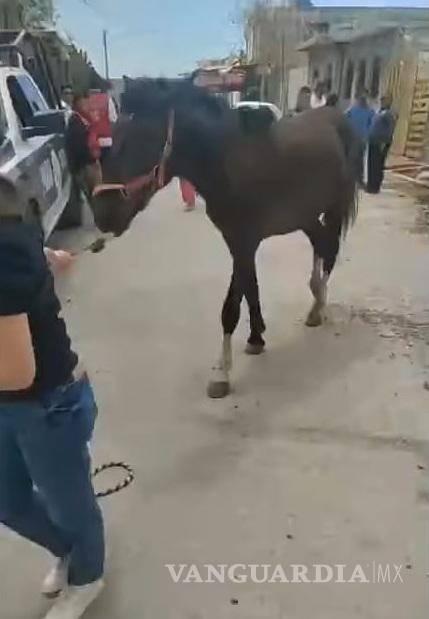 $!Argentina Carrillo denuncia que el responsable ocultó al primer equino reportado para evadir la ley.