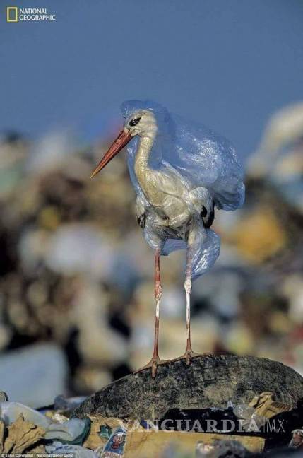$!Más plástico que peces en el mar, predicción para el 2050