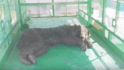 El osezno negro capturado en la colonia El Mirador permanecerá varios días más bajo resguardo especializado, donde recibe alimentación, vitaminas y atención integral antes de su liberación.